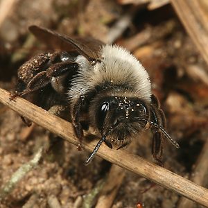 Andrena vaga, W, auf Nestsuche Andrena vaga, W, auf Nestsuche