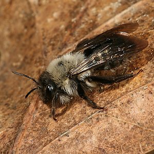 Andrena vaga, W, auf Nestsuche Andrena vaga, W, auf Nestsuche