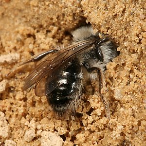 Andrena vaga, M, beim Einschlüpfen Andrena vaga, M, beim Einschlüpfen