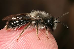 Andrena vaga, W: Sonnenbad Andrena vaga, W: Sonnenbad