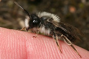 Andrena vaga, W: Sonnenbad Andrena vaga, W: Sonnenbad