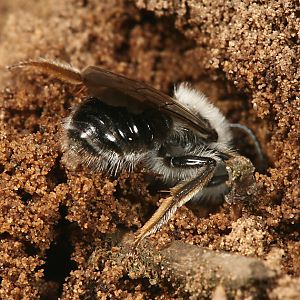 Andrena vaga, M, gräbt sich in ein Nest Andrena vaga, M, gräbt sich in ein Nest