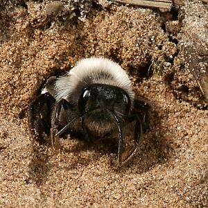 Andrena vaga, W, in seinem Nesteingang Andrena vaga, W, in seinem Nesteingang