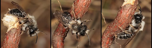 3 x Andrena vaga, M 3 x Andrena vaga, M