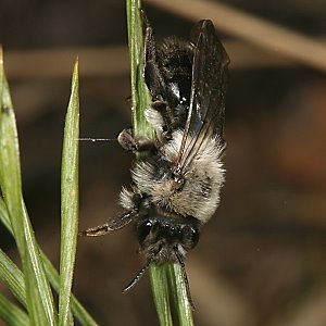 Andrena vaga, W, auf Nestsuche Andrena vaga, W, auf Nestsuche