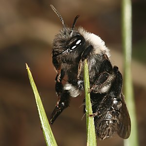 Andrena vaga, W, auf Nestsuche Andrena vaga, W, auf Nestsuche
