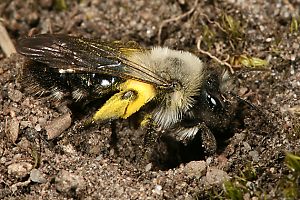 Andrena vaga, M, gräbt sich in ein Nest Andrena vaga, M, gräbt sich in ein Nest