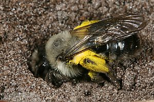 Andrena vaga, W, in seinem Nesteingang