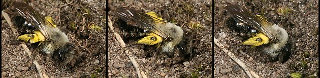 3 x Andrena vaga, W 3 x Andrena vaga, W