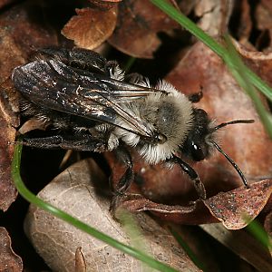 Andrena vaga, W, auf Nestsuche Andrena vaga, W, auf Nestsuche