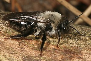 Andrena vaga, M: Sonnenbad