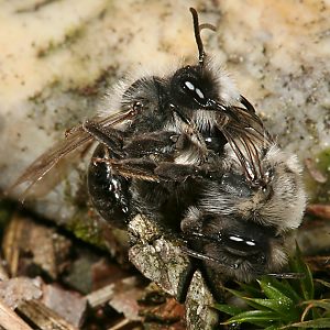 Andrena vaga, MW: Kopula Andrena vaga, MW: Kopula