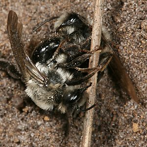 Andrena vaga, MW: Kopula Andrena vaga, MW: Kopula