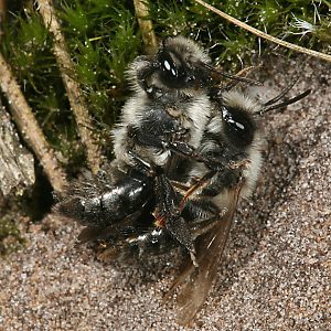 Andrena vaga, MW: Kopula Andrena vaga, MW: Kopula