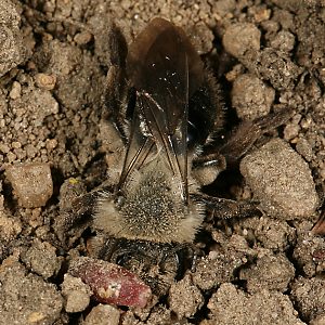 Andrena vaga, M, gräbt sich in ein Nest Andrena vaga, M, gräbt sich in ein Nest
