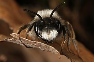 Andrena vaga, W: Sonnenbad Andrena vaga, W: Sonnenbad