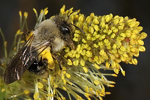 Andrena vaga, W, an Weide Andrena vaga, W, an Weide