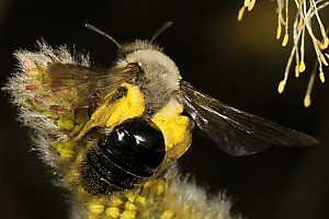Andrena vaga, W, von Weide abfliegend Andrena vaga, W, von Weide abfliegend