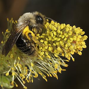 Andrena vaga, W, sammelt Weidenpollen Andrena vaga, W, sammelt Weidenpollen