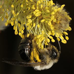 Andrena vaga, W, sammelt Weidenpollen Andrena vaga, W, sammelt Weidenpollen