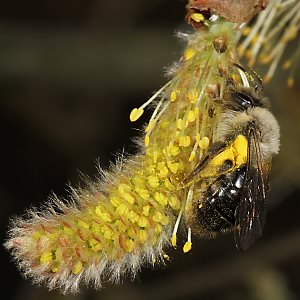 Andrena vaga, W, sammelt Weidenpollen Andrena vaga, W, sammelt Weidenpollen