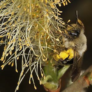 Andrena vaga, W, sammelt Weidenpollen Andrena vaga, W, sammelt Weidenpollen
