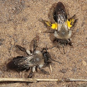 Andrena vaga, WW: Konfrontation Andrena vaga, WW: Konfrontation