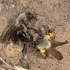 Andrena vaga, WW: innerartlicher Streit