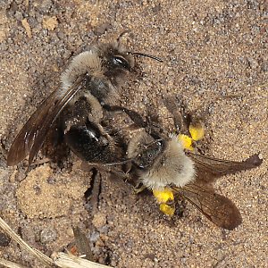 Andrena vaga, WW: innerartlicher Streit Andrena vaga, WW: innerartlicher Streit