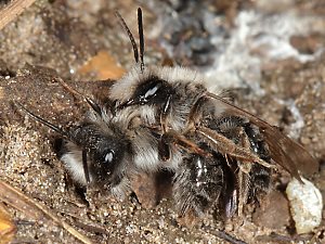 Andrena vaga, MM: Irrtum Andrena vaga, MM: Irrtum
