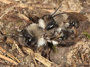Andrena vaga, MW: Paarungsversuch Andrena vaga, MW: Paarungsversuch