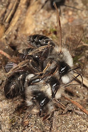 Andrena vaga, MMW: "Flotter Dreier" 1