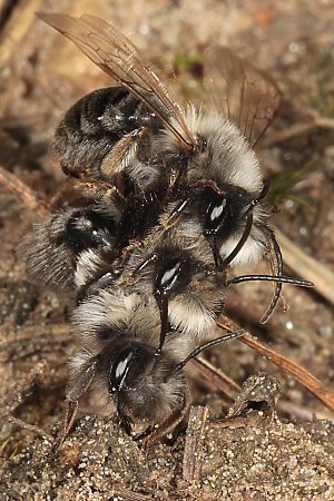 Andrena vaga, MMW: "Flotter Dreier" 2 Andrena vaga, MMW: "Flotter Dreier" 2