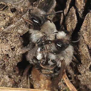 Andrena vaga, MW: Paarungsversuch Andrena vaga, MW: Paarungsversuch
