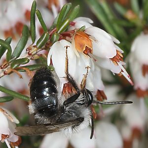 Andrena vaga, M, an Schneeheide
