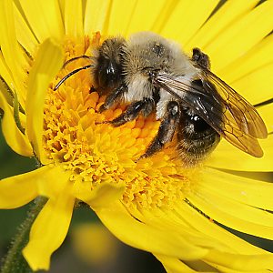 Andrena vaga, W, an Korbblütler Andrena vaga, W, an Korbblütler