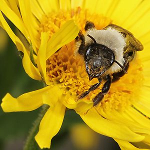 Andrena vaga, W, an Korbblütler Andrena vaga, W, an Korbblütler