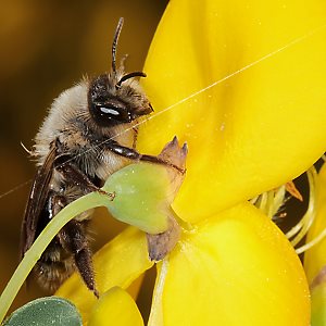 Andrena vaga, W, an Ginsterblüte Andrena vaga, W, an Ginsterblüte