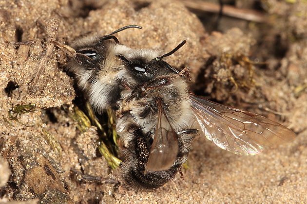 Andrena vaga, WM: Paarungsversuch