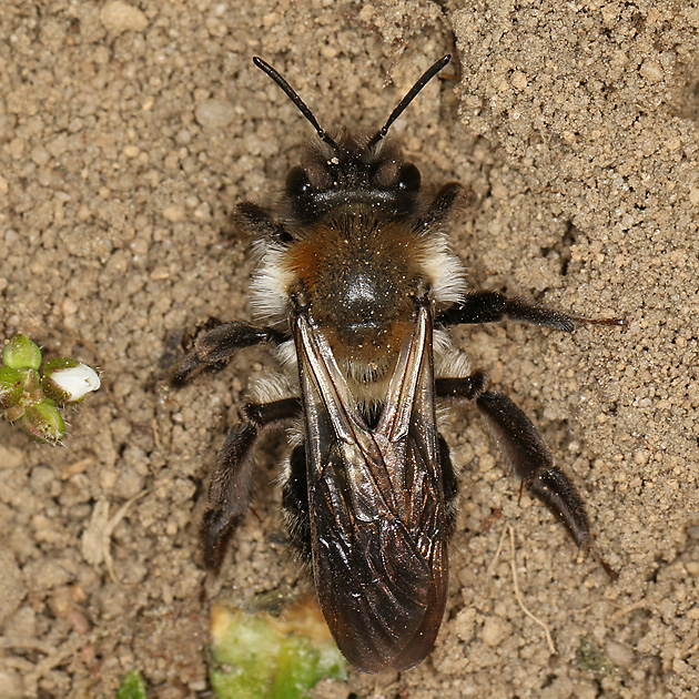 Andrena vaga, frisches W