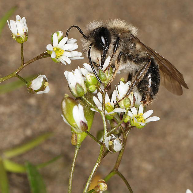 Andrena vaga, M auf Draba verna