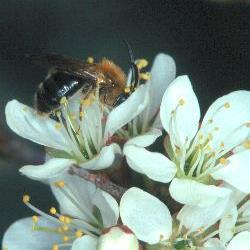 Sandbiene: Andrena varians