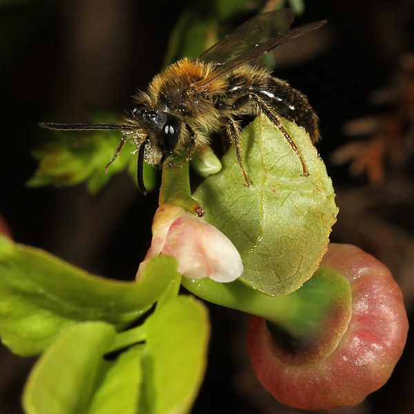 Andrena varians, M (?)