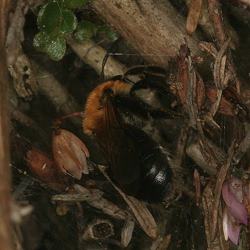 Andrena varians, W