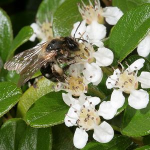Erdbiene Andrena varians an Cotoneaster (1)
