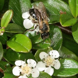 Erdbiene Andrena varians an Cotoneaster (2)