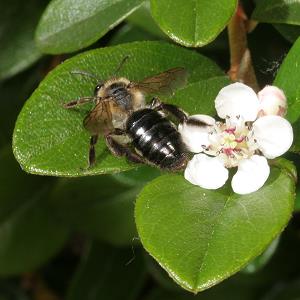 Erdbiene Andrena varians an Cotoneaster (4)