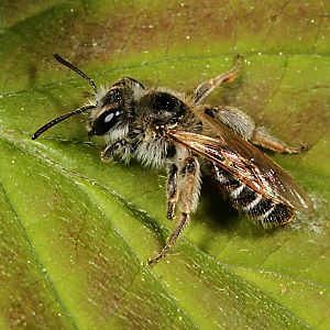 Andrena ventralis, W: Sonnenbad