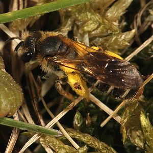 Erdbiene: Andrena ventralis, W
