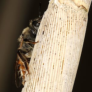 Andrena ventralis, W, an Stengel (2)